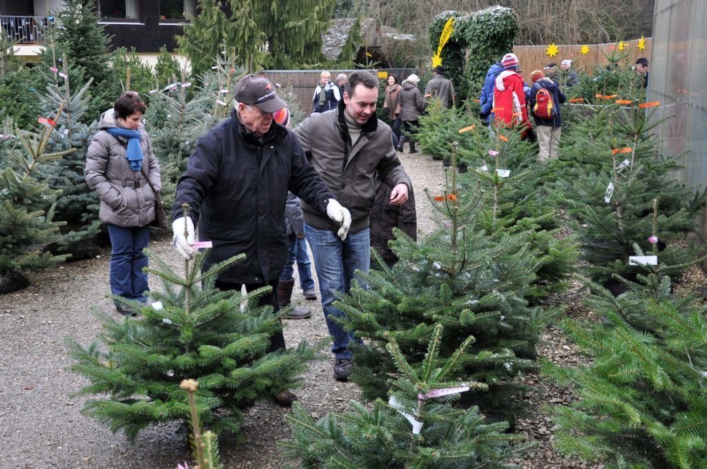 Beste Auswahl an Weihnachtsbäumen in allen Größen Große Auswahl